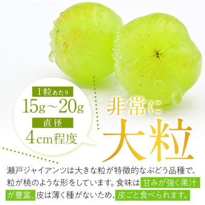 【先行予約】角田市産ぶどう【瀬戸ジャイアンツ】1房(約500g)【2026年9月末より順次発送】