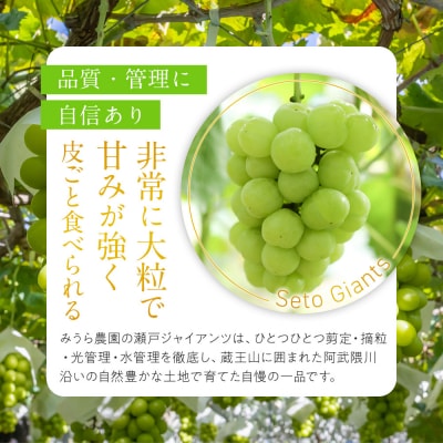 【先行予約】角田市産ぶどう【瀬戸ジャイアンツ】1房(約500g)【2026年9月末より順次発送】