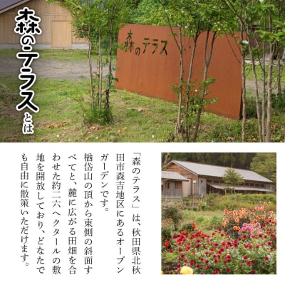 宿泊 森のテラス 宿泊プラン(かわせみ) 森吉|mrtr-030201