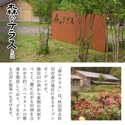 お食事 森のテラス ステーキハウス お食事プラン 森吉|mrtr-040101