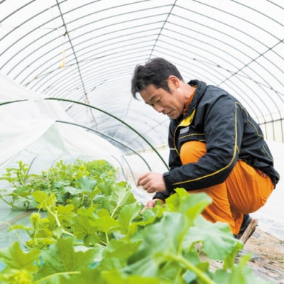 【先行受付 5月下旬以降発送 】ビレンス メロン 約2kg 1箱 2玉入 産地直送[AV007ya]