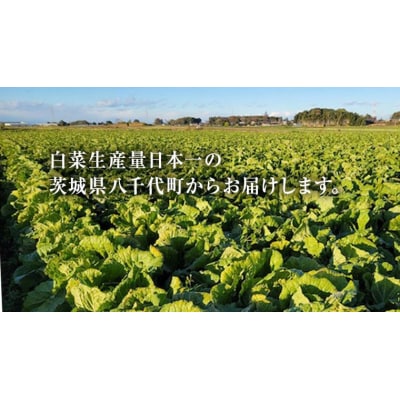 【2025年11月上旬以降発送】八千代町産 白菜 1箱 10kg 以上 農家直送 [AV009ya]
