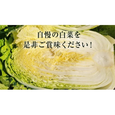 【2025年11月上旬以降発送】八千代町産 白菜 1箱 10kg 以上 農家直送 [AV009ya]