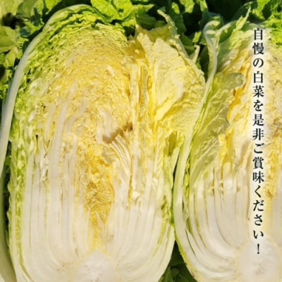 【11月中旬以降発送開始】生産量日本一 白菜 1箱 10kg以上 4玉 農家直送 [AV009ya]