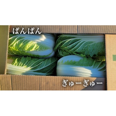 【2025年11月上旬以降発送】八千代町産 白菜 1箱 10kg 以上 農家直送 [AV009ya]
