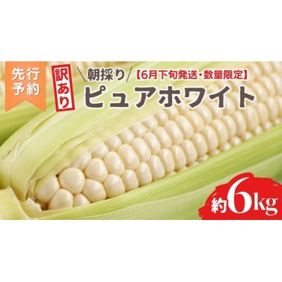 【令和7年産】【先行受付6月下旬以降発送】訳あり 朝採りピュアホワイト 約6kg [AX056ya]