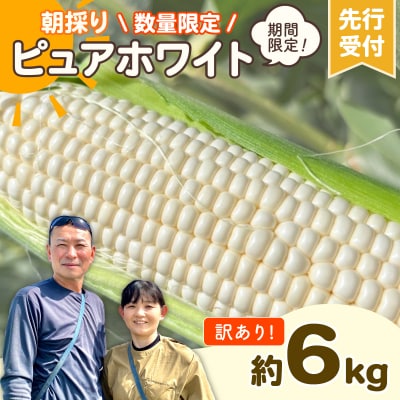 2026年6月中旬以降発送 訳あり 朝採り とうもろこし ピュアホワイト 約6kg 先行受付