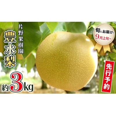 【2026年08月下旬以降発送 】 片野果樹園 豊水梨 約3kg 豊水 産地直送 [AD017ya]