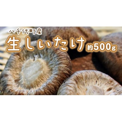 八千代町産 生 しいたけ 約500g 椎茸 生椎茸 シイタケ きのこ キノコ [CW003ya]