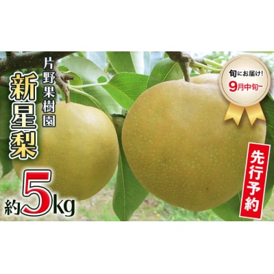 【2026年09月上旬以降発送】 片野果樹園 新星梨 約5kg 新星 産地直送 [AD020ya]