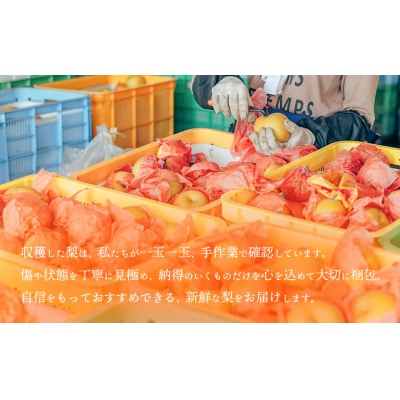 【数量・期間限定!】片野果樹園 かおり梨 約5kg 梨 産地直送 [AD021ya]
