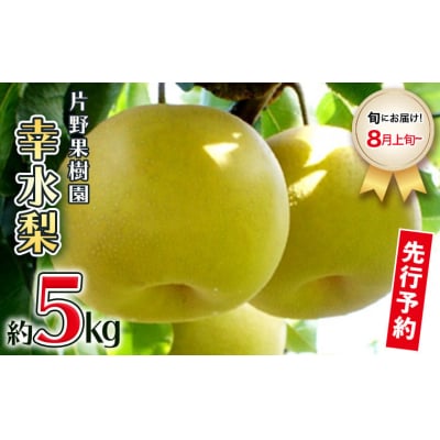 【2026年08月上旬以降発送】 片野果樹園 幸水梨 約5kg 幸水 産地直送 [AD016ya]