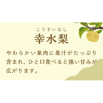 【2026年08月上旬以降発送】 片野果樹園 幸水梨 約5kg 幸水 産地直送 [AD016ya]