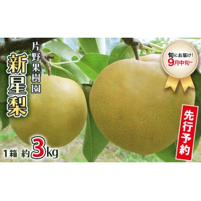 【2026年09月上旬以降発送】 片野果樹園 新星梨 約3kg 新星 産地直送 [AD019ya]