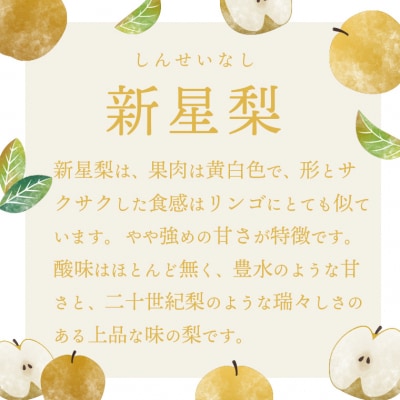 【2026年09月上旬以降発送】 片野果樹園 新星梨 約3kg 新星 産地直送 [AD019ya]