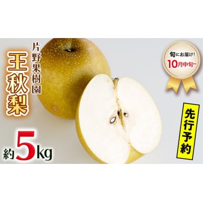 【 2025年10月中旬以降発送 】 片野果樹園 王秋梨 約5kg 王秋 産地直送[AD025ya]