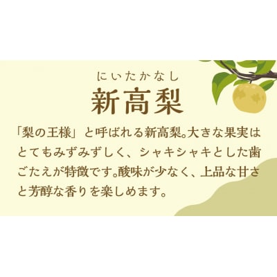 【 2025年10月上旬以降発送 】 片野果樹園 新高梨 約3kg 新高 産地直送[AD022ya]