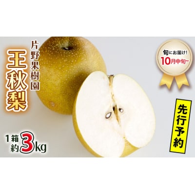 【 2025年10月中旬以降発送 】 片野果樹園 王秋梨 約3kg 王秋 産地直送[AD024ya]