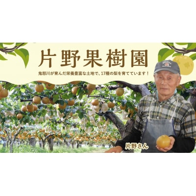 【 2025年10月中旬以降発送 】 片野果樹園 王秋梨 約3kg 王秋 産地直送[AD024ya]