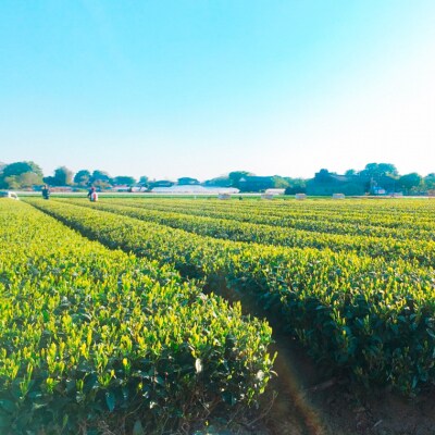 < お歳暮 熨斗付き >こだわりのお茶詰め合わせセット ティーバック ほうじ茶 [AE027ya]