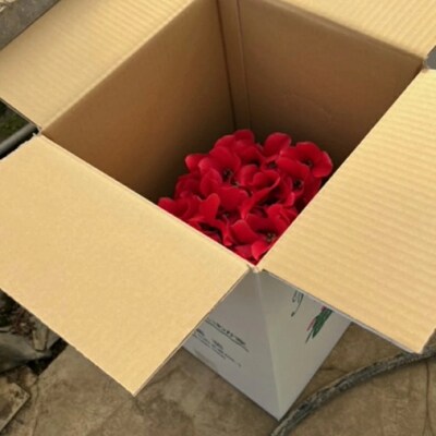 【 先行受付 11月下旬順次発送 】 シクラメン 6号鉢 1鉢 フラワーギフト [AJ001ya]