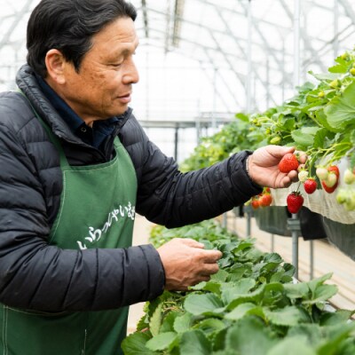 【訳あり】冷凍 いちご 約2.5kg (500g×5パック) 八千代町 数量限定 [AU069ya]