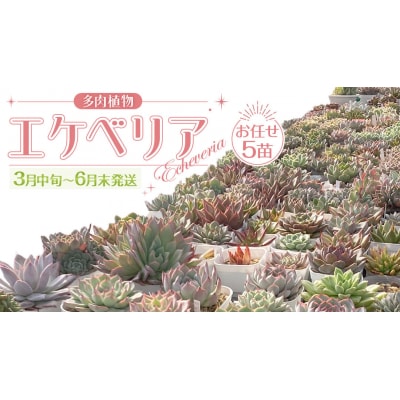【3月中旬～6月末発送】エケベリア おまかせ 5苗 セット【品種名付き】多肉植物 [DD001ya]