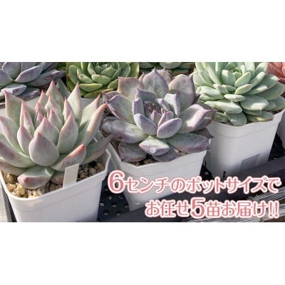 【3月中旬～6月末発送】エケベリア おまかせ 5苗 セット【品種名付き】多肉植物 [DD001ya]