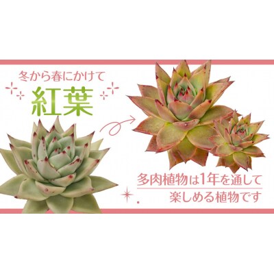 【3月中旬～6月末発送】エケベリア おまかせ 5苗 セット【品種名付き】多肉植物 [DD001ya]