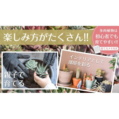 【3月中旬～6月末発送】エケベリア おまかせ 5苗 セット【品種名付き】多肉植物 [DD001ya]