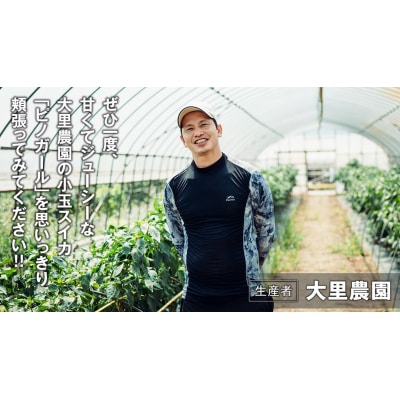 【先行受付6月下旬以降発送】八千代町産 小玉スイカ ピノガール 1箱(2玉入)[SF005ya]