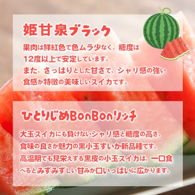 【先行受付】小玉スイカ 姫甘泉ブラック ひとりじめBonBonリッチ 1箱 2玉 [SF004ya]
