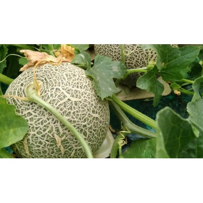 【先行受付】 6月上旬以降発送 ほのか メロン 秀品 赤肉 4玉～5玉 2L 3L[AV001ya]