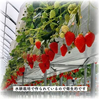 猿島茶使用 いちご 和紅茶 アイス 5個入 アイスクリーム ギフト スイーツ [AF083ya]