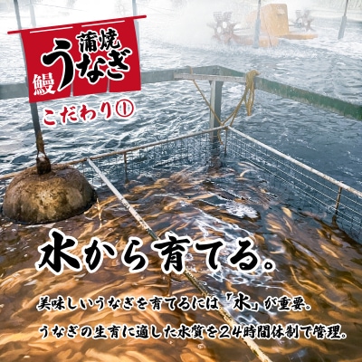 【数量限定】【訳あり】 国産うなぎ 蒲焼き 3尾 420g以上 大きさ不揃い 山椒付き