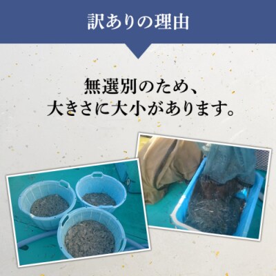 【訳あり】冷凍 生しらす 約1kg 新鮮 小分け 国産 刺身 真空パック凍眠 [AU131ya]