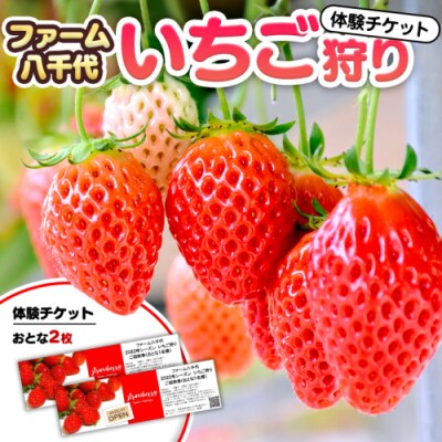 いちご狩り体験 チケット おとな2枚  イチゴ 苺 食べ放題 [BP003ya]