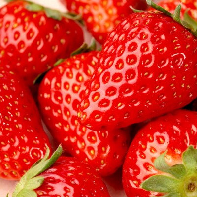 いちご狩り体験 チケット おとな2枚  イチゴ 苺 食べ放題 [BP003ya]