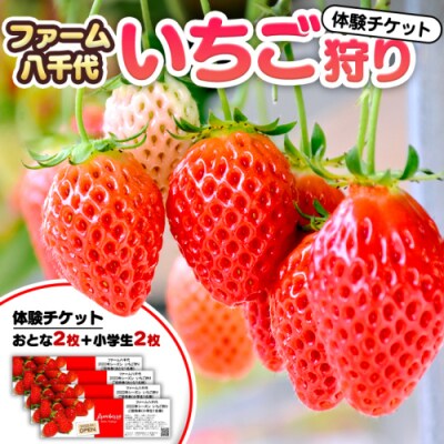 いちご狩り体験 チケット おとな2枚 小学生2枚  イチゴ 苺  食べ放題 [BP002ya]