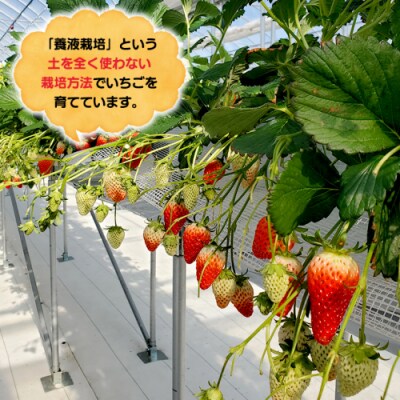 いちご狩り体験 チケット おとな2枚 小学生2枚  イチゴ 苺  食べ放題 [BP002ya]