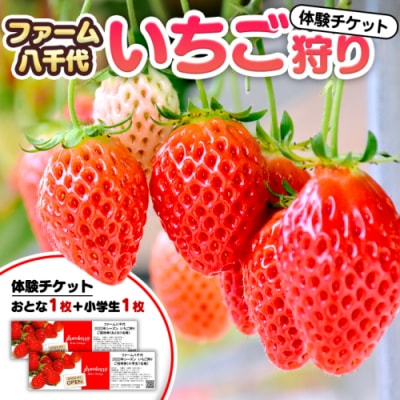 いちご狩り体験 チケット おとな1枚 小学生1枚  イチゴ 苺  食べ放題 [BP001ya]