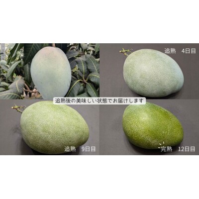 【2026年先行受付】完熟マンゴー 約1kg (1～3玉) キーツ マンゴー [CX006ya]
