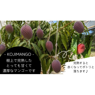 【先行受付】 完熟マンゴー 約 2kg ( 4～8玉 ) アーウィン マンゴー [CX003ya]