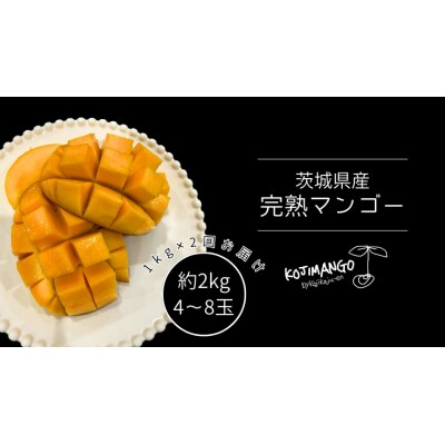 【先行受付】完熟マンゴー 2～4玉×2(約1kg×2回発送) アーウィン [CX001ya]