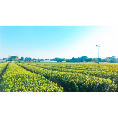 煎茶・ほうじ茶《三角》ティーバッグセット [AE008ya]