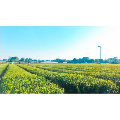 【7月発送開始】 <お中元熨斗付き>急須のいらない 粉末 緑茶 御中元 贈答 [AE029ya]