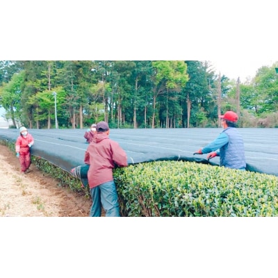 【7月発送開始】<お中元熨斗付>【農林水産大臣賞受賞工場謹製】お茶バラエティセット[AE030ya]