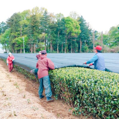 【7月発送】<お中元熨斗付>【農林水産大臣賞受賞工場謹製】お茶バラエティセット[AE030ya]
