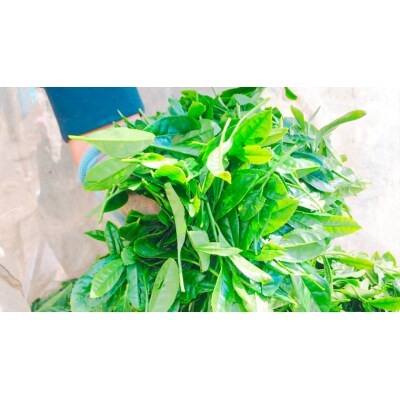 <ギフト>さしま茶ペットボトル350ml 24本入り[AE014ya]