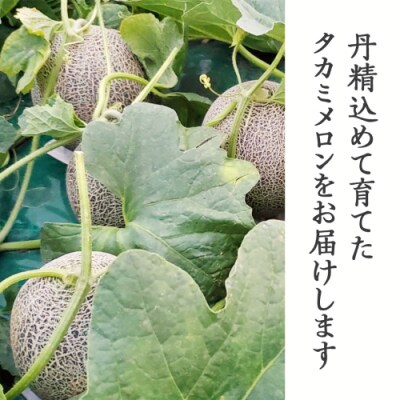 【先行受付2026年6月上旬以降発送】八千代町産 タカミメロン 3玉 約5kg [AX040ya]